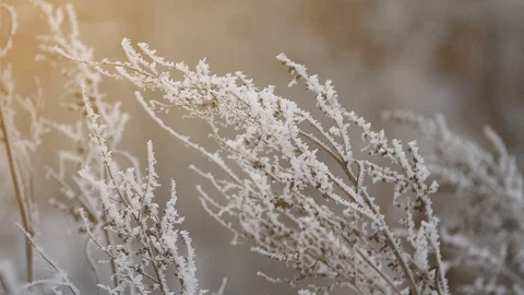 Snowfall in the forest on a cloudy day Stock Footage 105667031