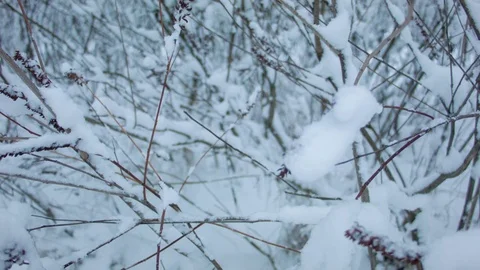 Snowfall in the forest in cold winter day Vídeo Stock 81007621