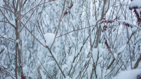 Snowfall in the forest in cold winter day 스톡 동영상 81008117