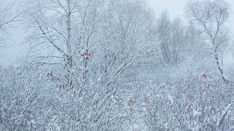 Snowfall in the forest in cold winter day Stock Footage 81008163
