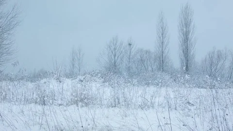 Snowfall in the forest in cold winter day Stock-Footage 81008187