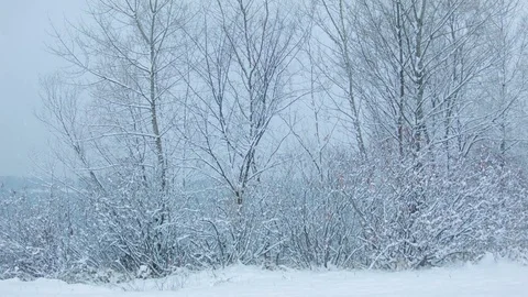 Snowfall in the forest in cold winter day Stock-Footage 81008209