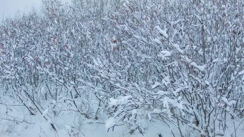 Snowfall in the forest in cold winter day Stockbeeldmateriaal 81008232