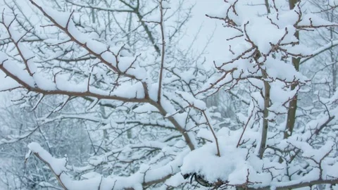 Snowfall in the forest in cold winter day 스톡 동영상 81009092