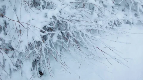 Snowfall in the forest in cold winter day Video stock 81009197