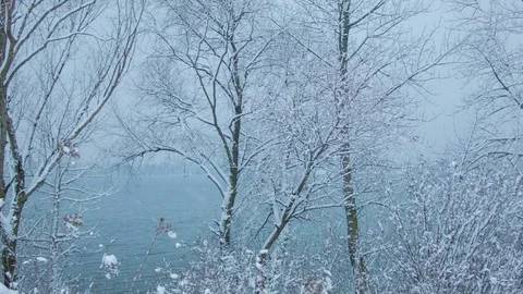 Snowfall in the forest in cold winter day Stock Footage 81009270
