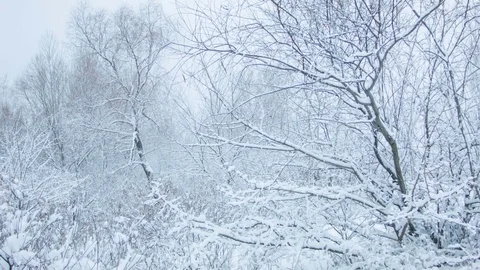 Snowfall in the forest in cold winter day 動画素材 81009322
