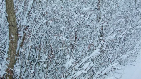 Snowfall in the forest in cold winter day Video stock 81009404
