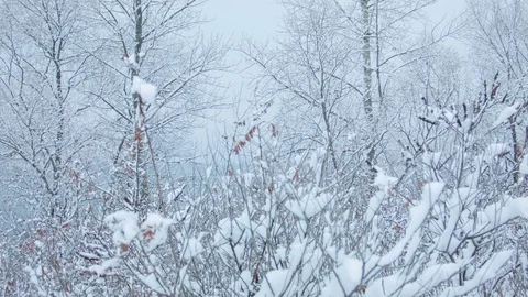 Snowfall in the forest in cold winter day Видео 81009462