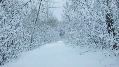 Snowfall in the forest in cold winter day Video stock 81010367