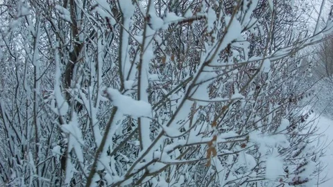 Snowfall in the forest in cold winter day Video stock 81010512