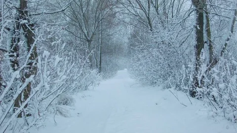 Snowfall in the forest in cold winter day Video stock 81010524