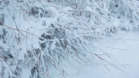 Snowfall in the forest in cold winter day Video stock 81010567