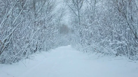 Snowfall in the forest in cold winter day 스톡 동영상 81010577