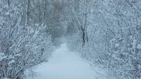 Snowfall in the forest in cold winter day 動画素材 81010585