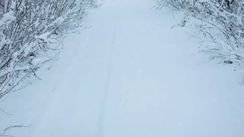 Snowfall in the forest in cold winter day 動画素材 81010797