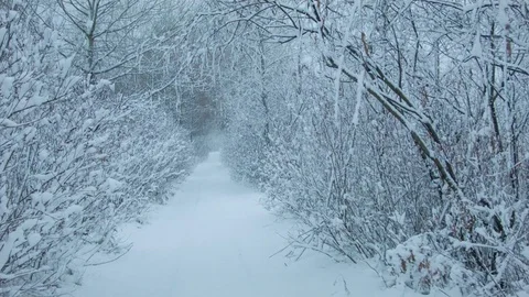 Snowfall in the forest in cold winter day Stock-Footage 81010847
