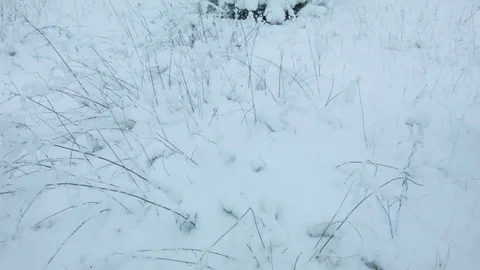 Snowfall in the forest in cold winter day Video stock 81013567