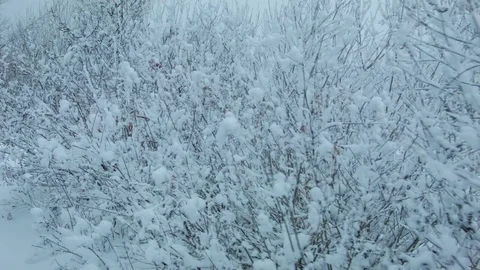 Snowfall in the forest in cold winter day Vídeos de archivo 81013569