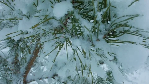 Snowfall in the forest in cold winter day 動画素材 81014076