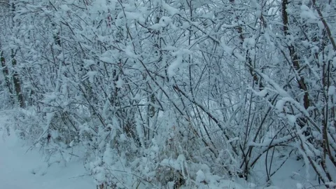 Snowfall in the forest in cold winter day Video stock 81014129
