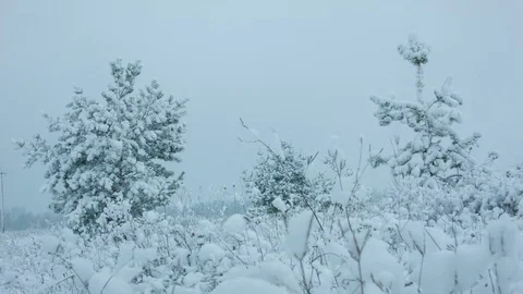 Snowfall in the forest in cold winter day 스톡 동영상 81014756