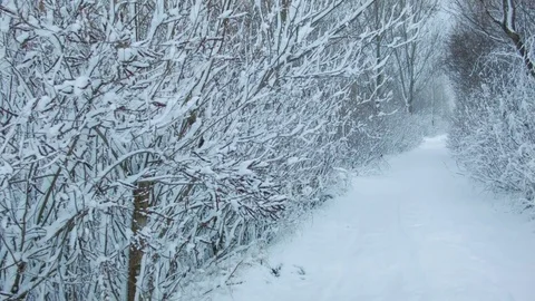 Snowfall in the forest in cold winter day Stock Footage 81015034