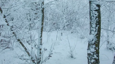 Snowfall in the forest in cold winter day Stock Footage 81015161