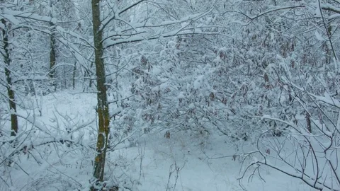 Snowfall in the forest in cold winter day 스톡 동영상 81015195