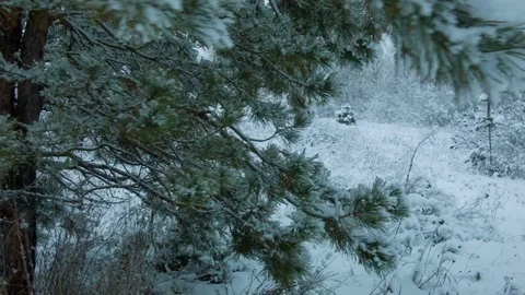 Snowfall in the forest in cold winter day Vídeo Stock 81015460