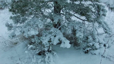 Snowfall in the forest in cold winter day Vídeos de archivo 81015721