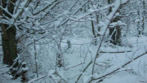 Snowfall in the forest in cold winter day 스톡 동영상 81015729