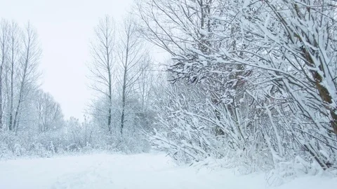 Snowfall in the forest in cold winter day 스톡 동영상 81015769