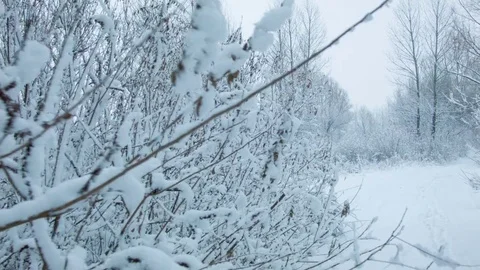 Snowfall in the forest in cold winter day Stock Footage 81015774