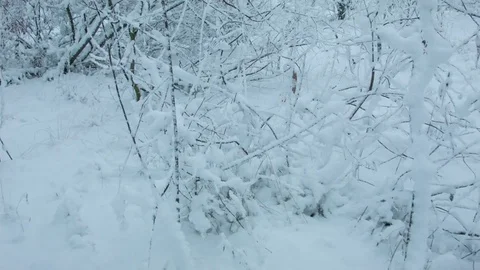 Snowfall in the forest in cold winter day 스톡 동영상 81015790