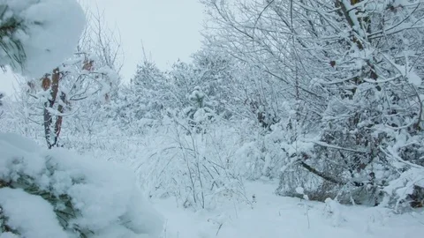 Snowfall in the forest in cold winter day Video stock 81015859