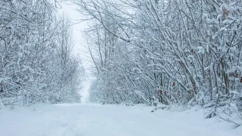 Snowfall in the forest in cold winter day 스톡 동영상 81016172