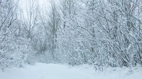 Snowfall in the forest in cold winter day Vidéo 81016372