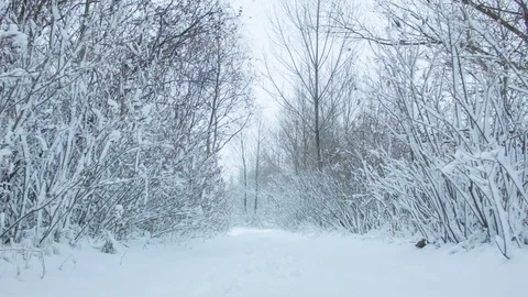 Snowfall in the forest in cold winter day Video stock 81016373
