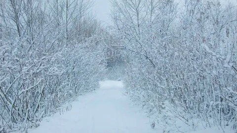 Snowfall in the forest in cold winter day Видео 81016495