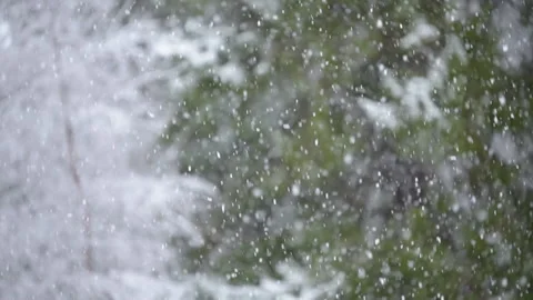 Snowfall in the forest, defocused trees in the background. Stock Footage 147455436