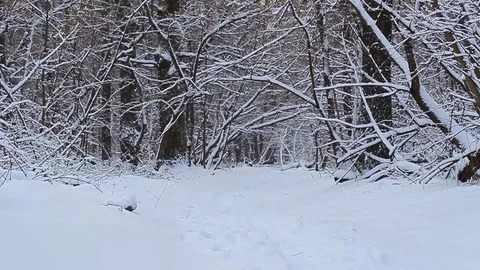 Snowfall in the forest. Desert path in the winter park. Snow falls in flakes Stock Footage 122200560