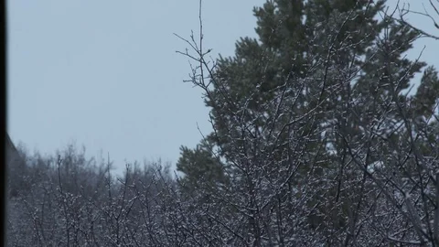 Snowfall in the forest during winter Stock Footage 84505920
