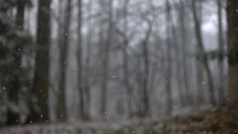 Snowfall in the forest during winter in slow motion Vídeos de archivo 81230349
