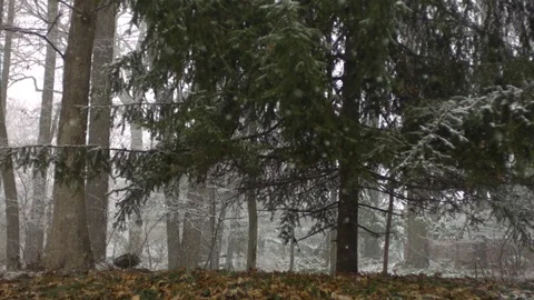 Snowfall in forest during winter in slow motion 스톡 동영상 81231261
