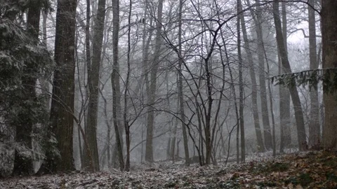 Snowfall in forest during winter in slow motion Stock Footage 81231263