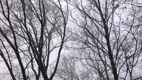 Snowfall in forest during winter in slow motion Stock Footage 81231267