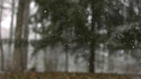 Snowfall in forest during winter in slow motion 스톡 동영상 81311500