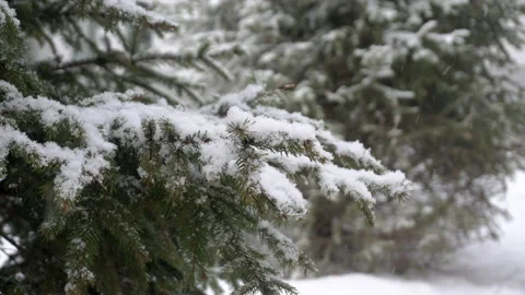 Snowfall in the forest. Falling snow in winter on spruce branches. Winter Stock Footage 151016603