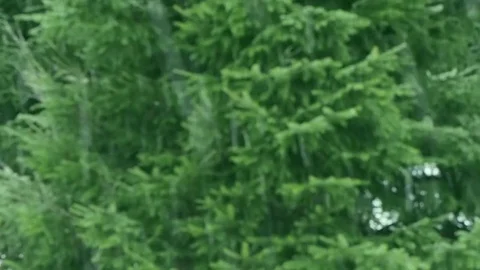 Snowfall in the forest fir tree park. Blurred Background. Vidéo 84262670